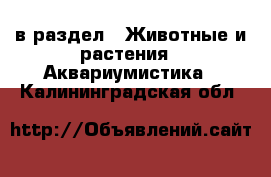  в раздел : Животные и растения » Аквариумистика . Калининградская обл.